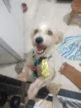 Floquinho