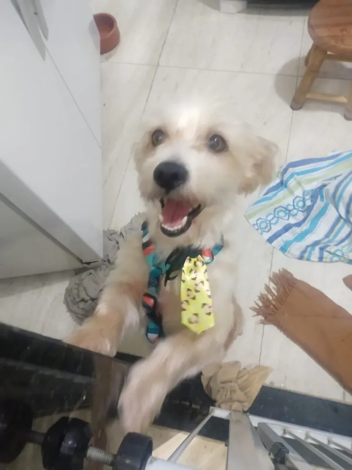 Cachorro ra a misto de York e Poodle Srd idade 2 anos nome Floquinho