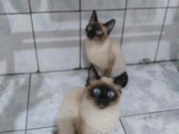 Gato raça Srd idade 2 a 6 meses nome Bella e Benicio