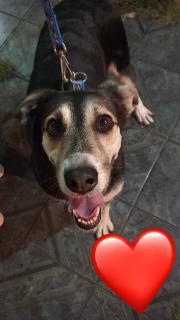 Cachorro ra a Vira lata idade 6 ou mais anos nome Aika