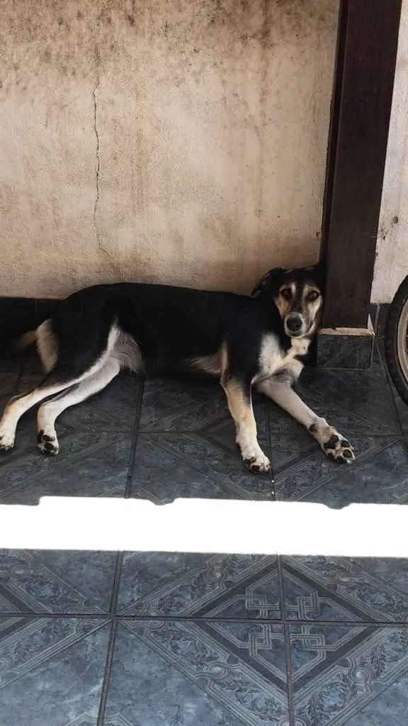 Cachorro ra a Vira lata idade 6 ou mais anos nome Aika