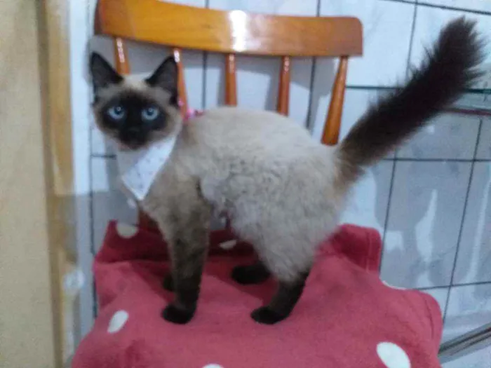 Gato raça Srd idade 2 a 6 meses nome Bella e Benicio