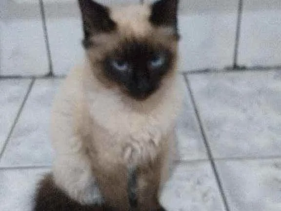 Gato raça Srd idade 2 a 6 meses nome Bella e Benicio
