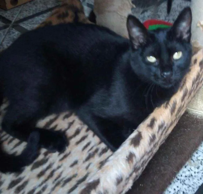 Gato raça Srd idade 7 a 11 meses nome Zeca