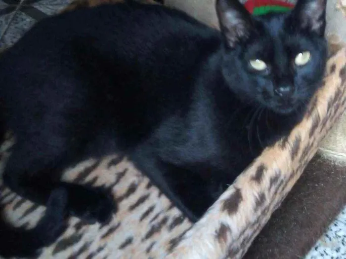 Gato raça Srd idade 7 a 11 meses nome Zeca