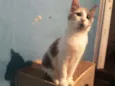Bella