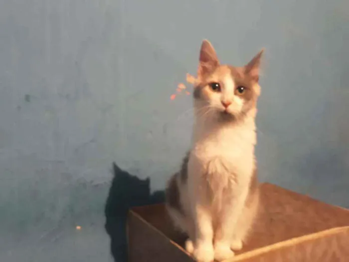 Gato ra a Srd  idade 2 a 6 meses nome Bella