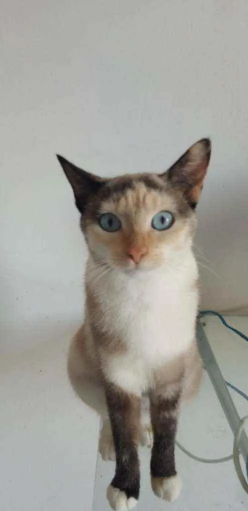 Gato raça Srd idade 7 a 11 meses nome Mel