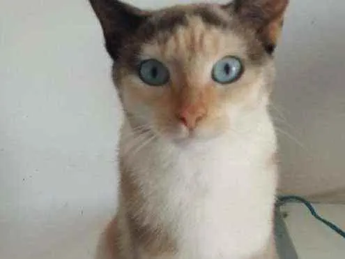 Gato raça Srd idade 7 a 11 meses nome Mel