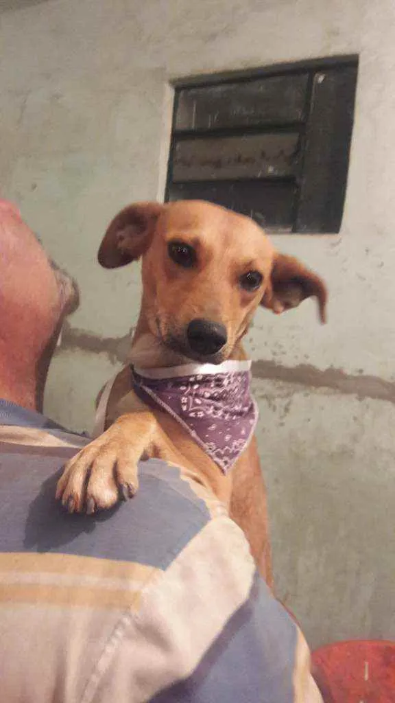 Cachorro raça Vira lata idade 1 ano nome Mel 