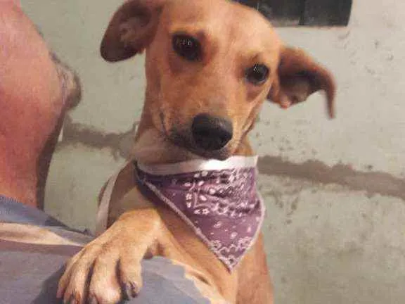 Cachorro raça Vira lata idade 1 ano nome Mel 