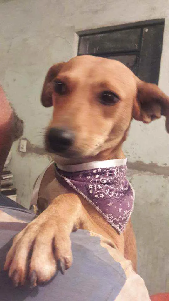 Cachorro raça Vira lata idade 1 ano nome Mel 