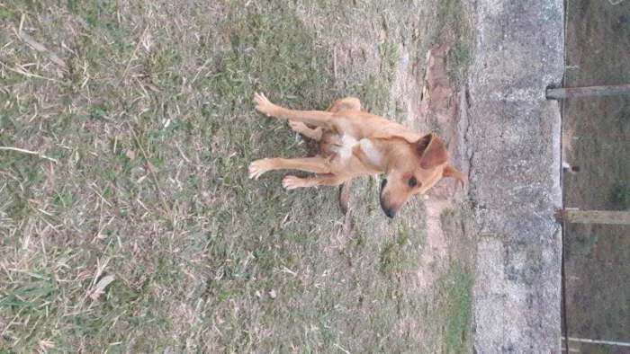 Cachorro raça Vira lata idade 1 ano nome Mel 