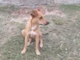 Mel 