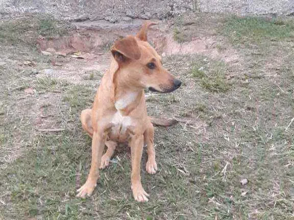 Cachorro raça Vira lata idade 1 ano nome Mel 