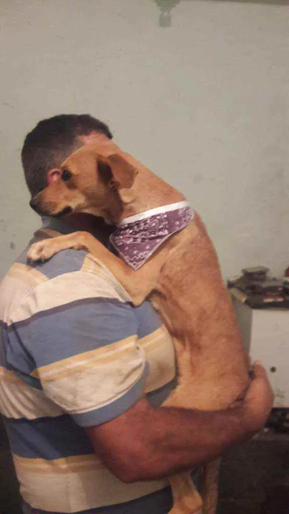 Cachorro raça Vira lata idade 1 ano nome Mel 