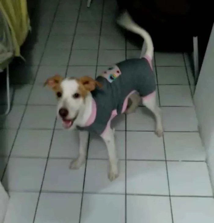 Cachorro ra a Mestiça (araceado com Labrador idade 2 a 6 meses nome Nina