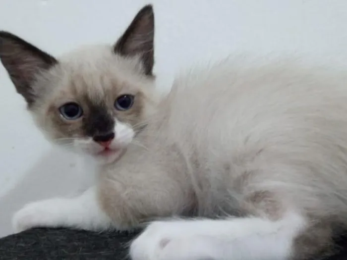 Gato raça SRD-ViraLata idade 2 a 6 meses nome Mikkel 