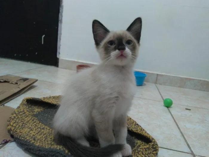 Gato raça SRD-ViraLata idade 2 a 6 meses nome Mikkel 