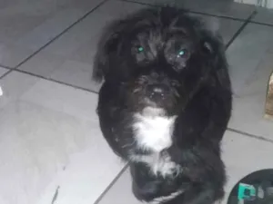 Cachorro raça Pitbul misturado com Pudool idade 2 a 6 meses nome Bethovem