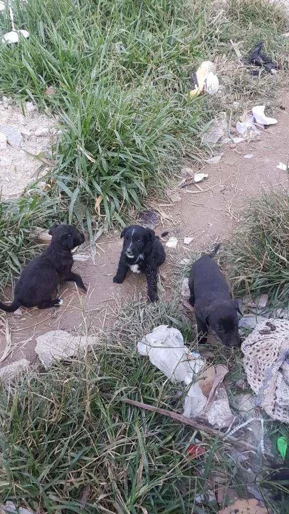 Cachorro ra a Viralata  idade 2 a 6 meses nome Não tem nome 