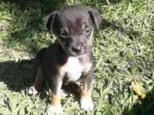 Cachorro raça SRD-ViraLata idade Abaixo de 2 meses nome Pretinha