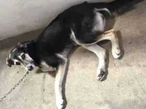 Cachorro raça Vira lata idade 6 ou mais anos nome Aika