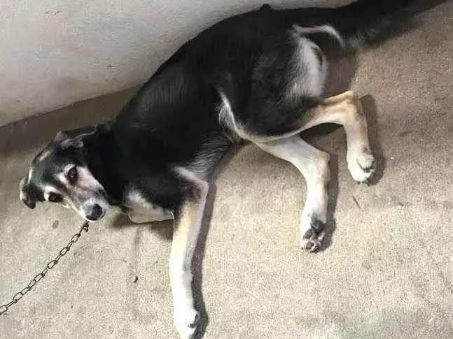 Cachorro ra a Vira lata idade 6 ou mais anos nome Aika