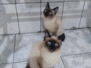 Gato raça Srd idade 2 a 6 meses nome Bella e Benicio