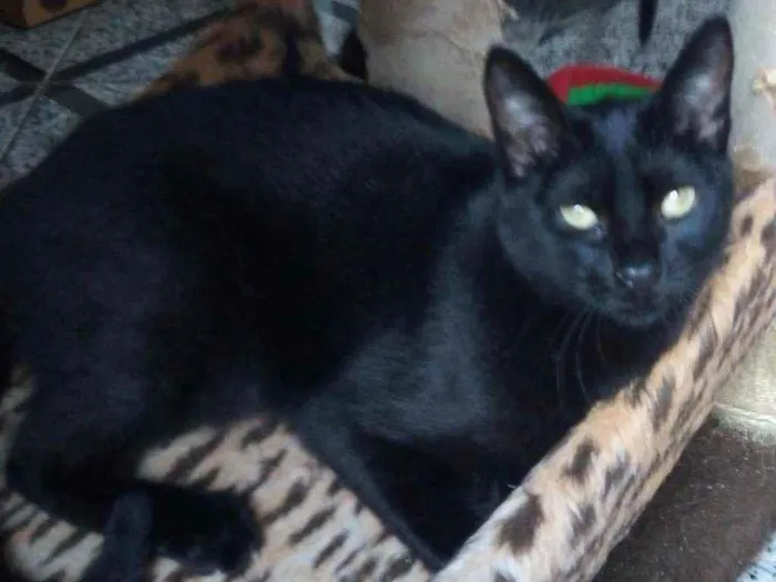 Gato raça Srd idade 7 a 11 meses nome Zeca