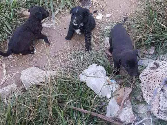 Cachorro ra a Viralata  idade 2 a 6 meses nome Não tem nome 