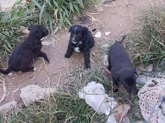 Cachorro ra a Viralata  idade 2 a 6 meses nome Não tem nome 