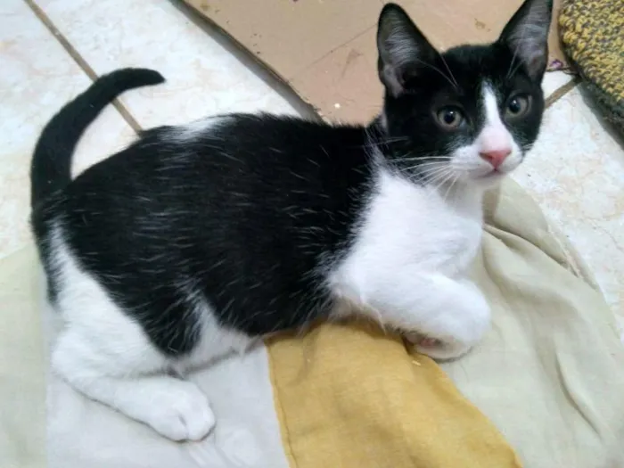 Gato raça SRD-ViraLata idade 2 a 6 meses nome Egon