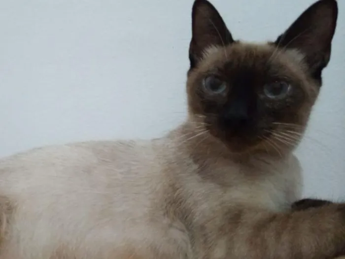 Gato raça SRD-ViraLata idade 2 a 6 meses nome Agnes