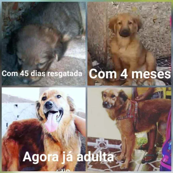 Cachorro ra a Srd idade 4 anos nome Mel