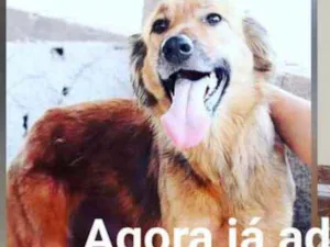 Cachorro raça Srd idade 4 anos nome Mel