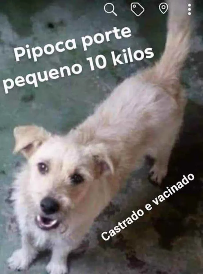 Cachorro ra a Srd idade 3 anos nome Pipoca