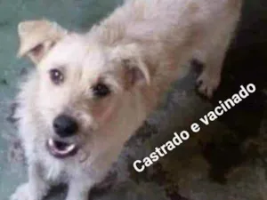 Cachorro raça Srd idade 3 anos nome Pipoca