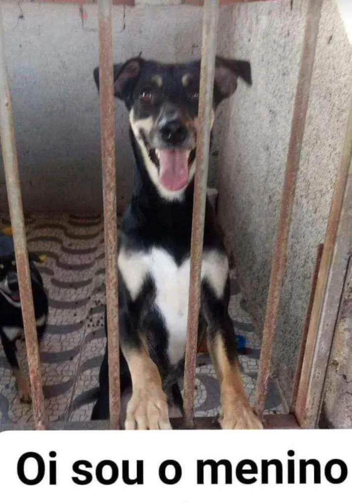 Cachorro raça Srd idade 3 anos nome Menino