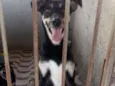 Cachorro raça Srd idade 3 anos nome Menino