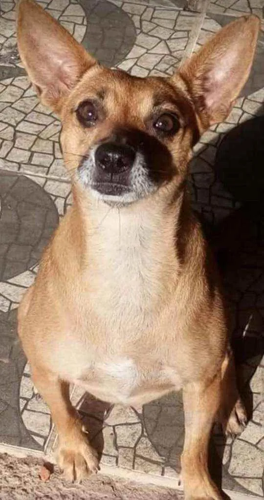 Cachorro ra a Srd idade 5 anos nome Gorda