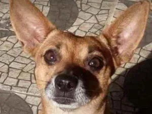 Cachorro raça Srd idade 5 anos nome Gorda