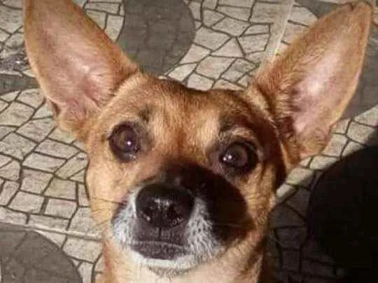 Cachorro ra a Srd idade 5 anos nome Gorda