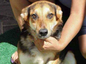 Cachorro raça Srd idade 4 anos nome Sofia