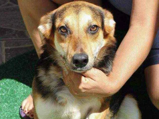 Cachorro raça Srd idade 4 anos nome Sofia