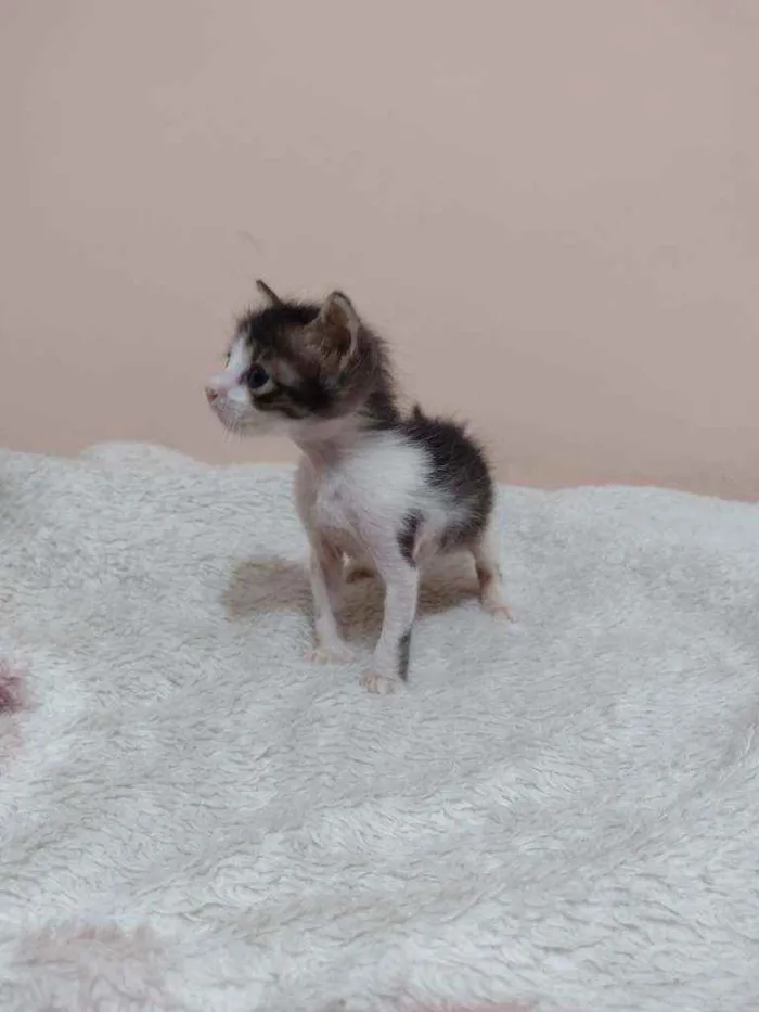 Gato ra a SRD idade Abaixo de 2 meses nome Fígaro e Cleo