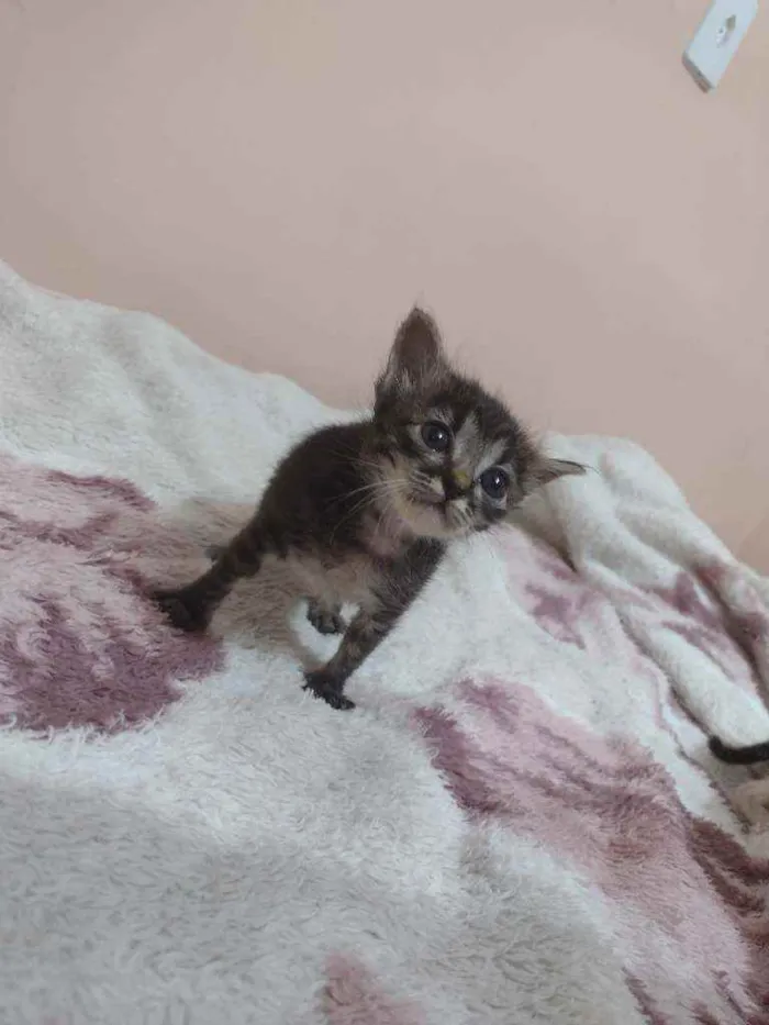 Gato ra a SRD idade Abaixo de 2 meses nome Fígaro e Cleo