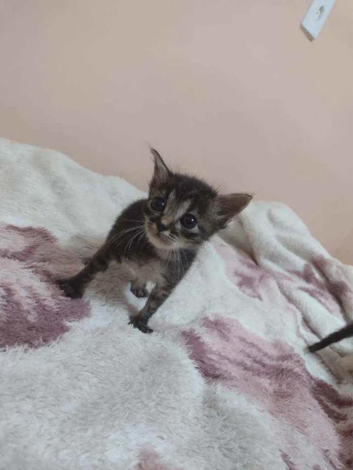 Gato ra a SRD idade Abaixo de 2 meses nome Fígaro e Cleo