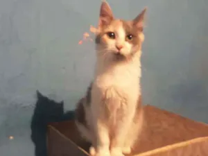 Gato raça Srd  idade 2 a 6 meses nome Bella