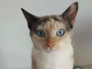 Gato raça Srd idade 7 a 11 meses nome Mel